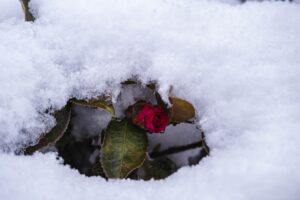 春先まで続く？寒波に備える水まわりの凍結対策と注意すべき時期の目安【水道職人：公式】